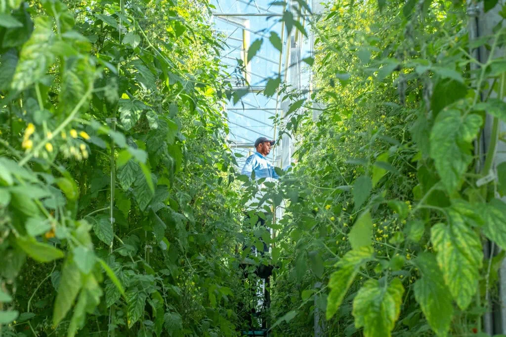 Man gardening in greenhouse